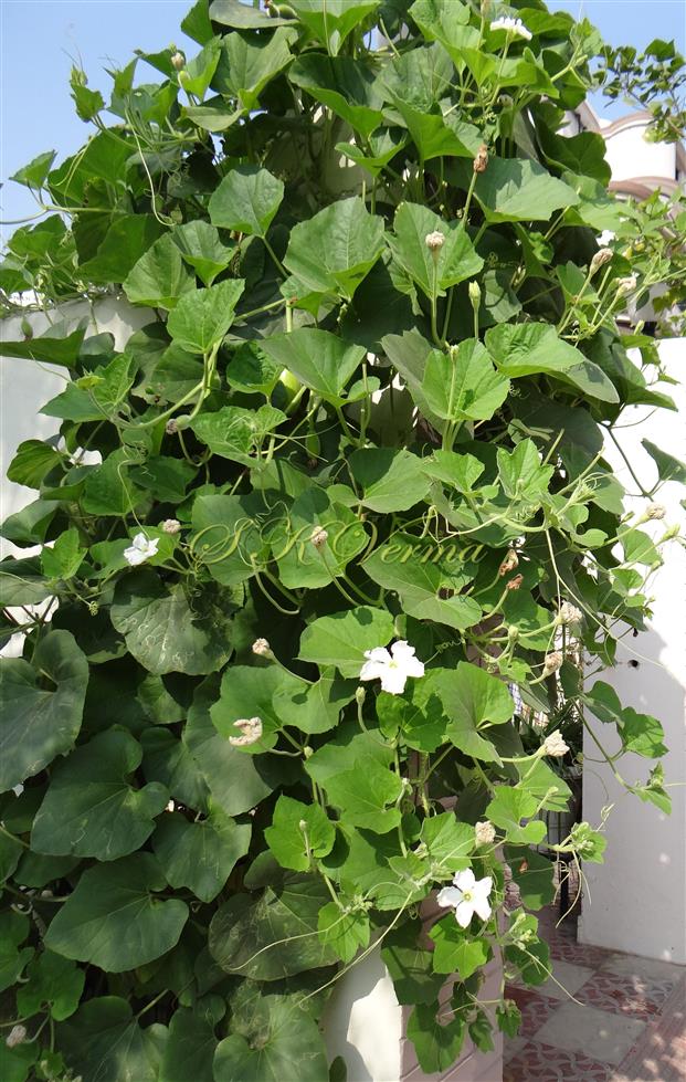  Plant